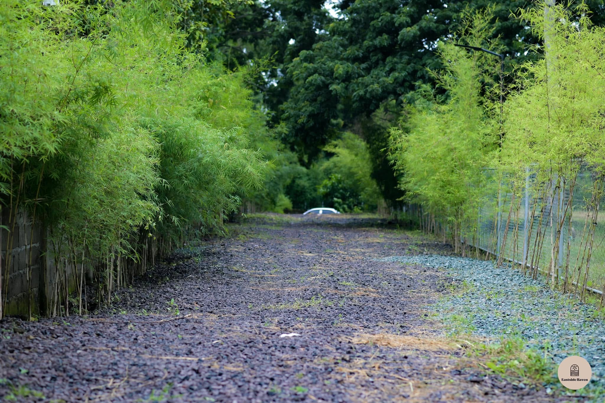 Tree-covered driveway approach